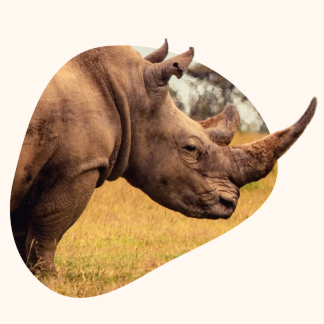 Fahlo - The Charge Bracelet