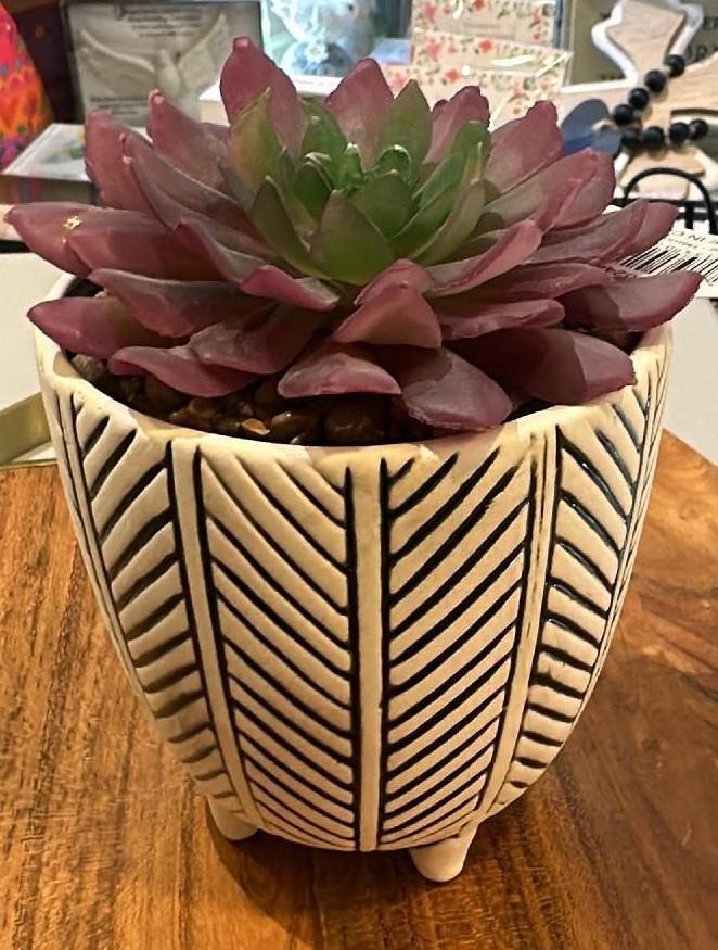 Herringbone Succulent