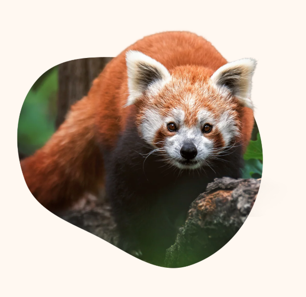 Fahlo - The Dash Bracelet