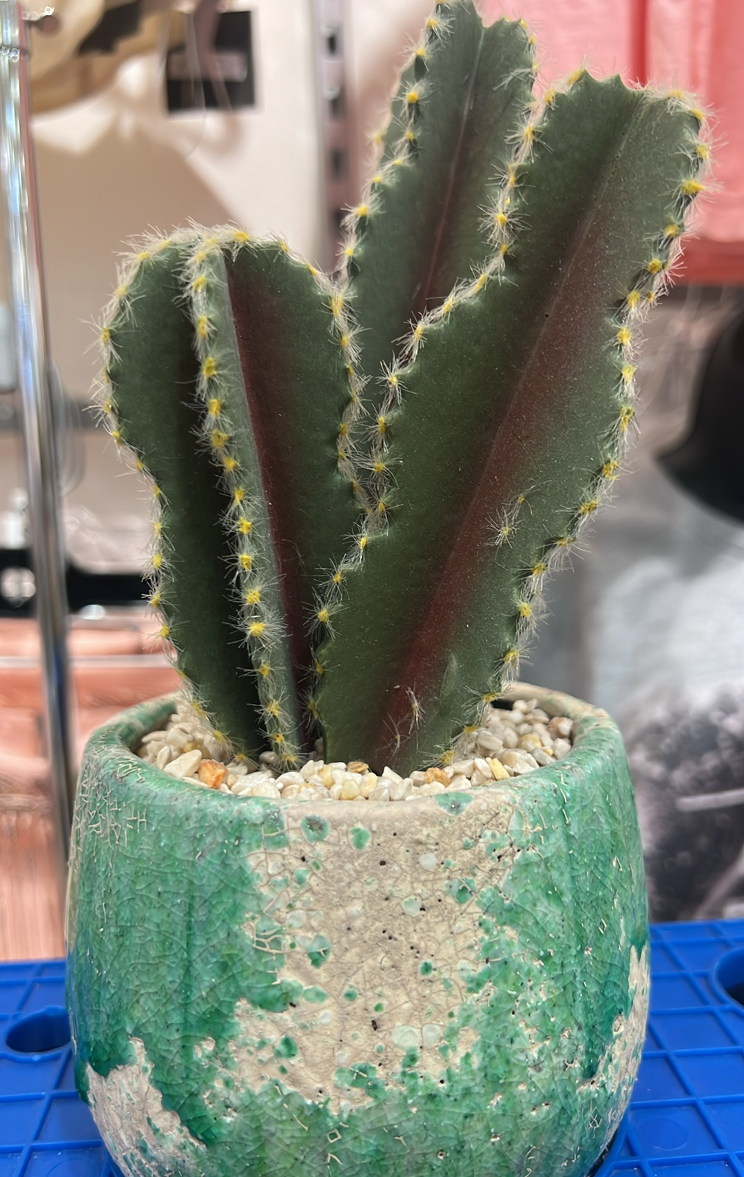 Cactus In Pot