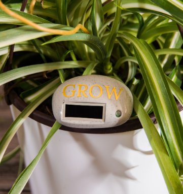 Grow Rock