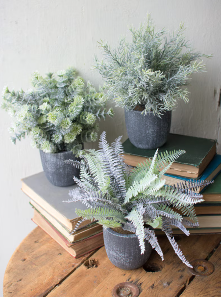 Ferns with Round Grey Pots