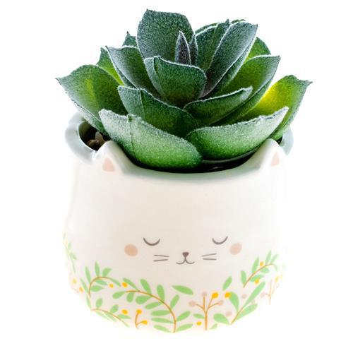 Cat Shaped Succulent