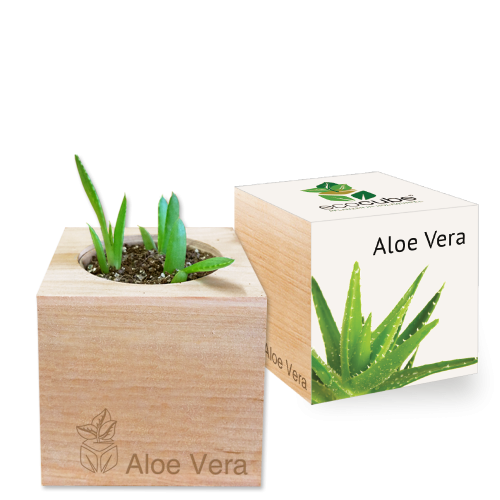 Springbox Planter