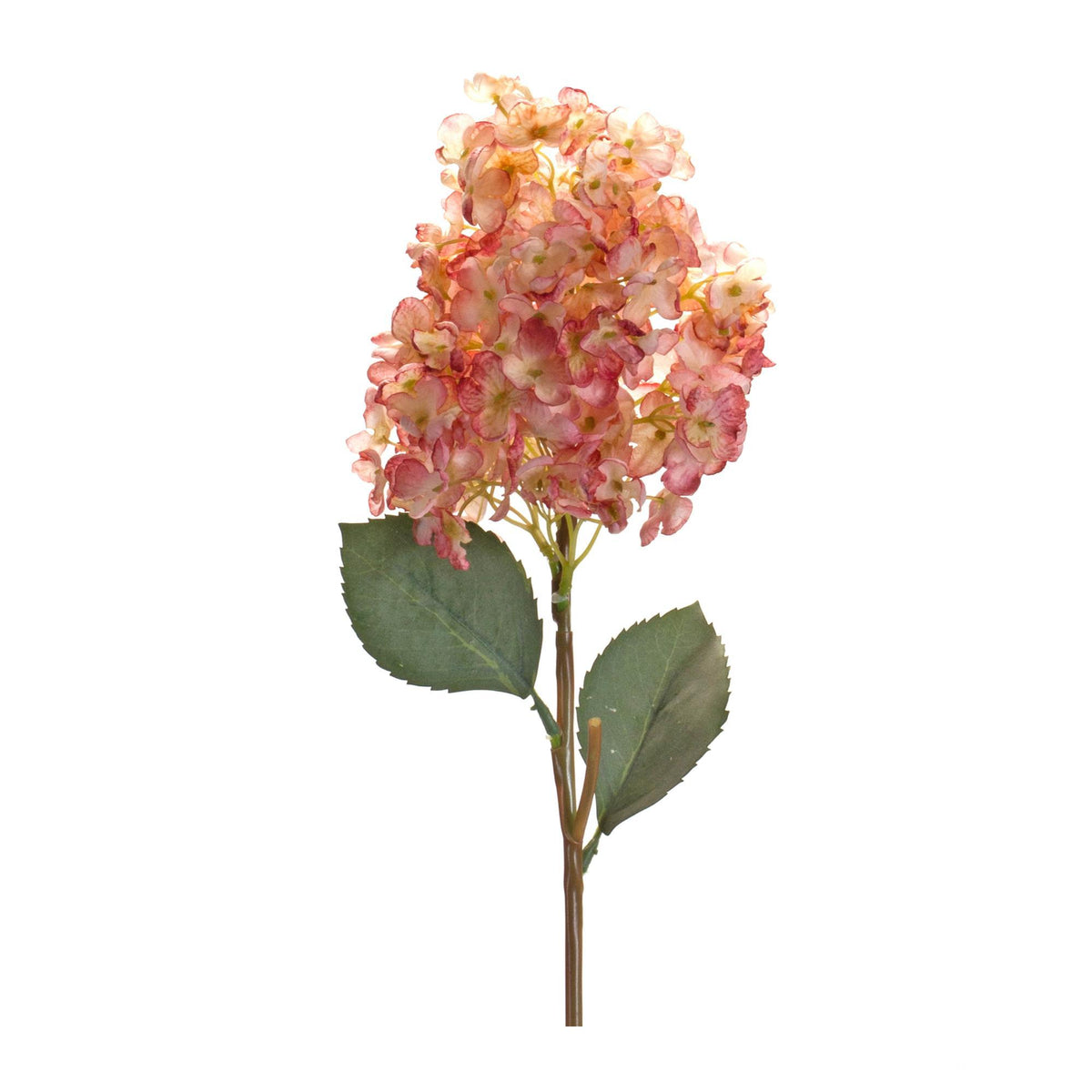 Cone Hydrangea