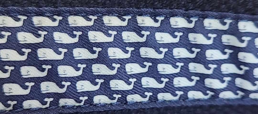 Club Belt Whale Canvas