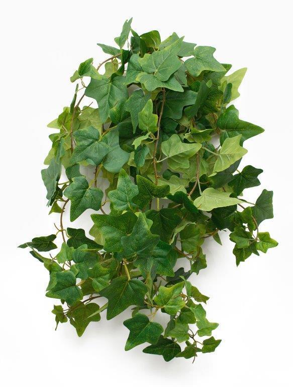 Hanging Ivy Bush