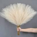 Cream Pampas Bloom