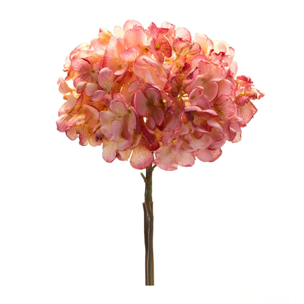Hydrangea Stem