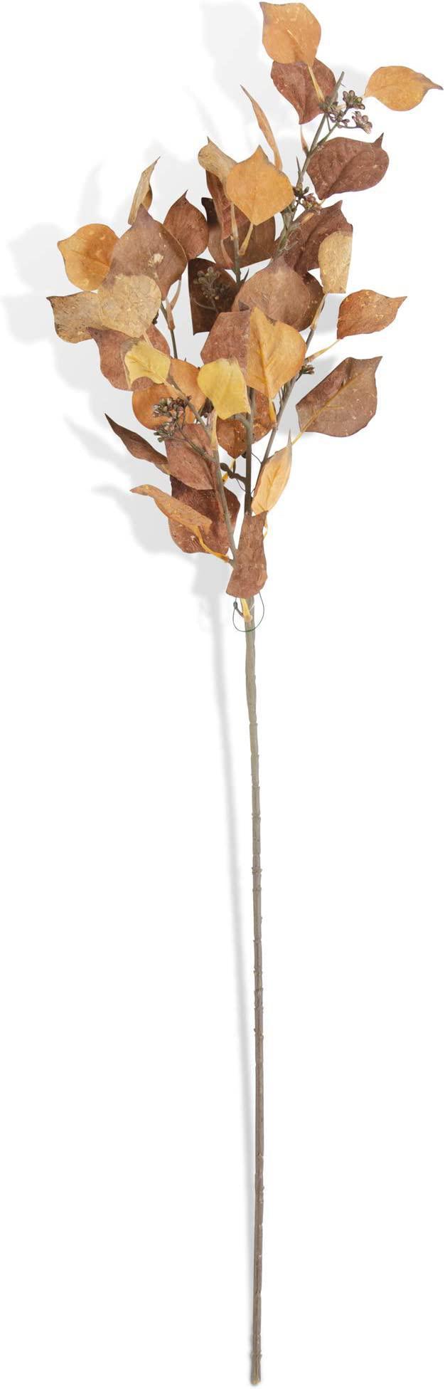 Eucalyptus Stem