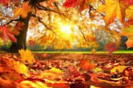 Velvet Pumpkin Filler