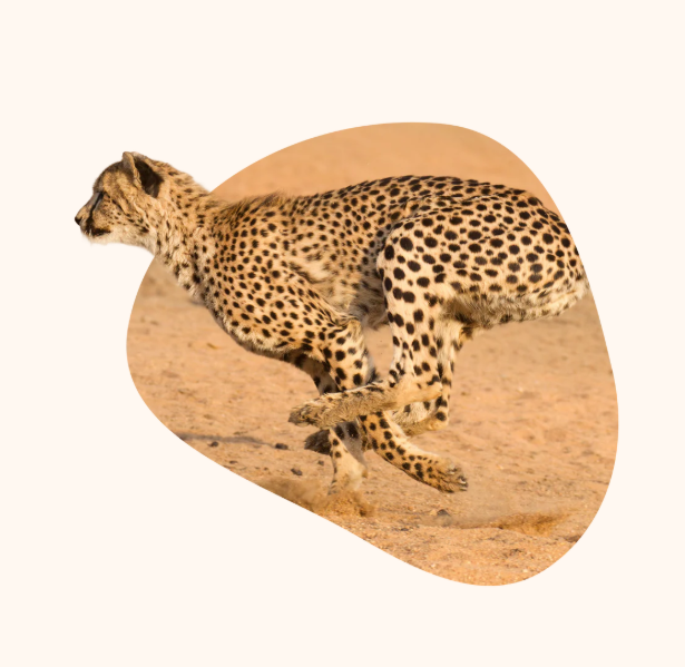 Fahlo - The Sprint Bracelet