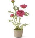Ranunculus In Clay Pot