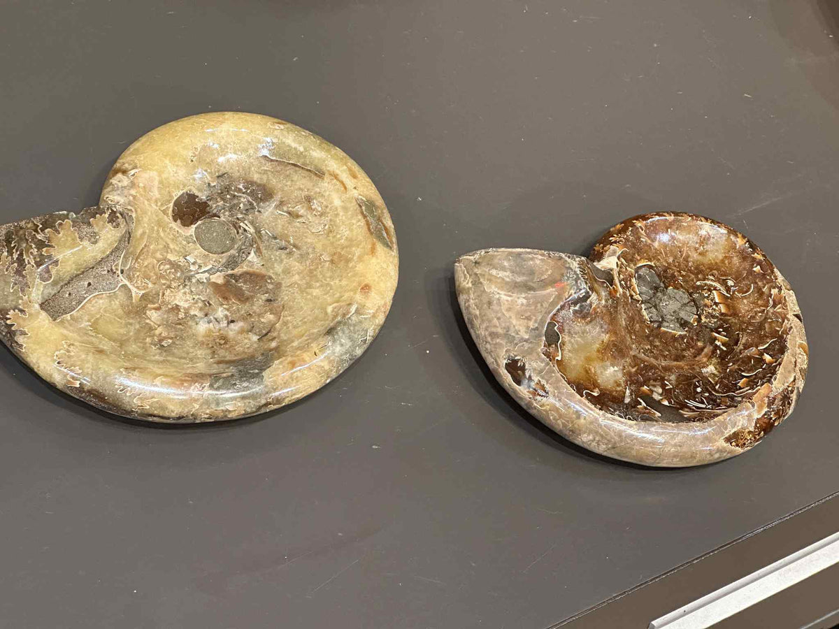 Polished Ammonite Dish