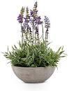 13" Lavender In Gray Bowl