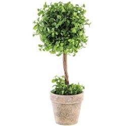 Maiden Hair Fern Topiary