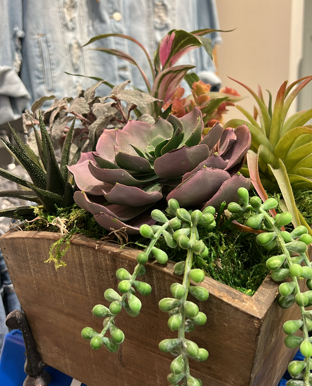 Large Succulent Box