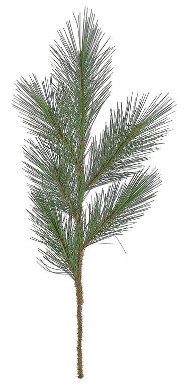 39" Sugar Pine Spray