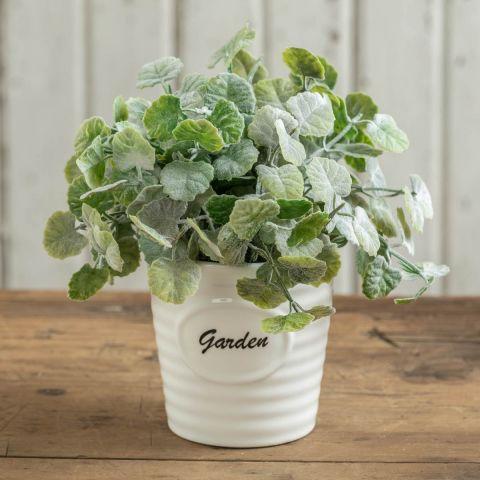 Leaf Greens In Ceramic Pot