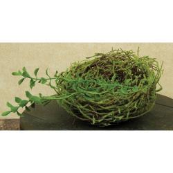 Mossy Bird Nest