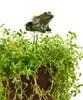 Frog Moisture Meter w/Sensor