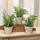 Fern In Cement Pot