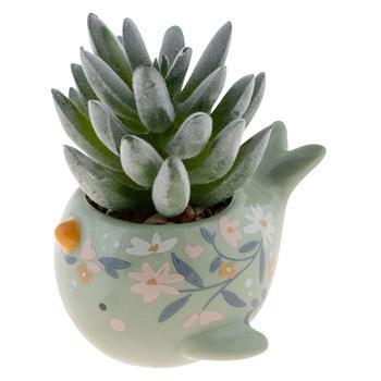 Narwhal Shaped Succulent